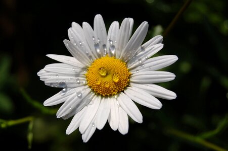 Plant blossom bloom