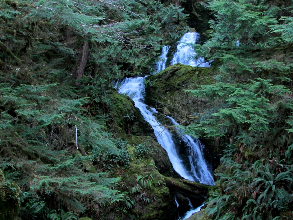 Waterfall at Quinault Rain Forest at Olympic NP in WA