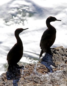 Point Arena-Stornetta unit of the California Coastal National Monument