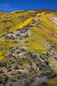 Super Bloom 2017 at Carrizo Plain National Monument