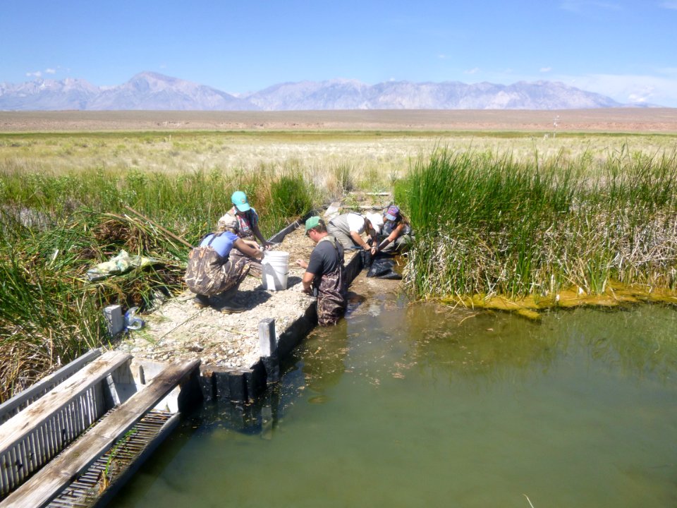 Repairing a Fish Barrier