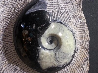 Mineral stone spiral photo