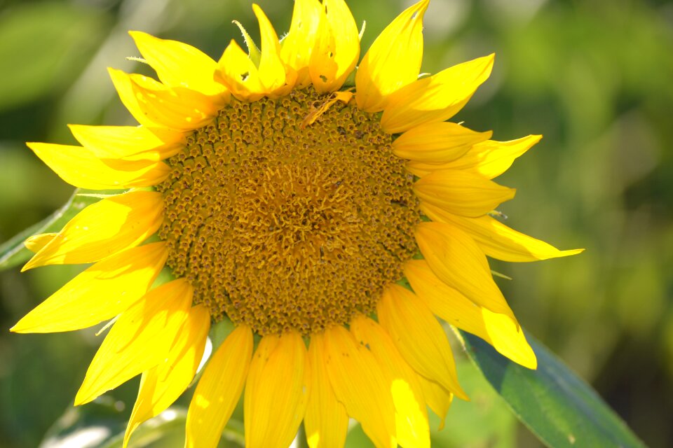 Yellow flower nature