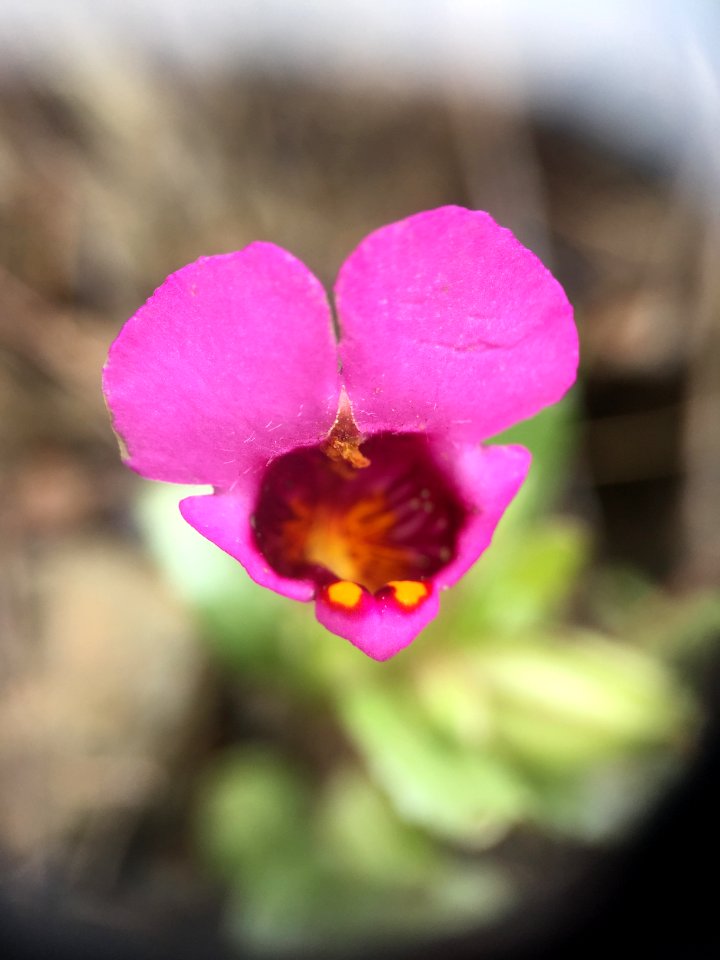 Lacks Creek Purple Mouse Ears