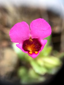 Lacks Creek Purple Mouse Ears