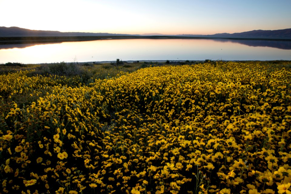 Super Bloom 2017 at Carrizo Plain National Monument