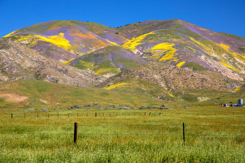 Super Bloom 2017 at Carrizo Plain National Monument