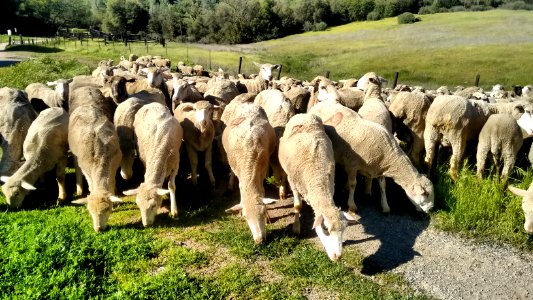 Cronan Ranch Sheep Grazing