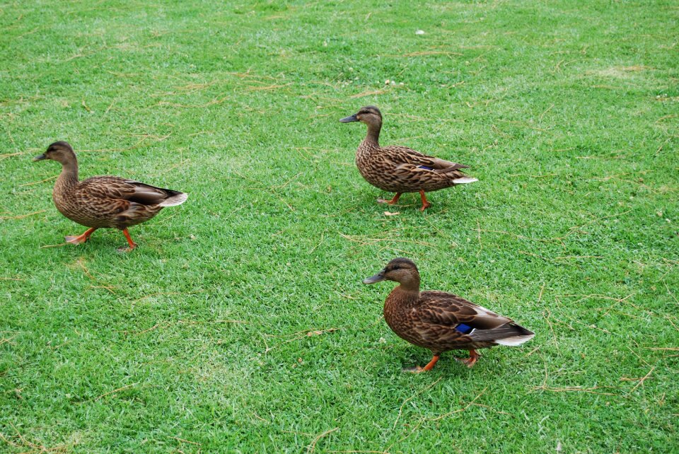 Wildlife nature waterfowl