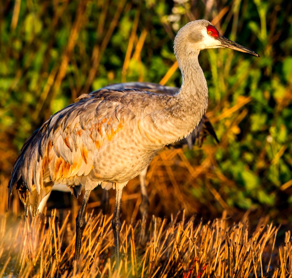 Cosumnes River Preserve