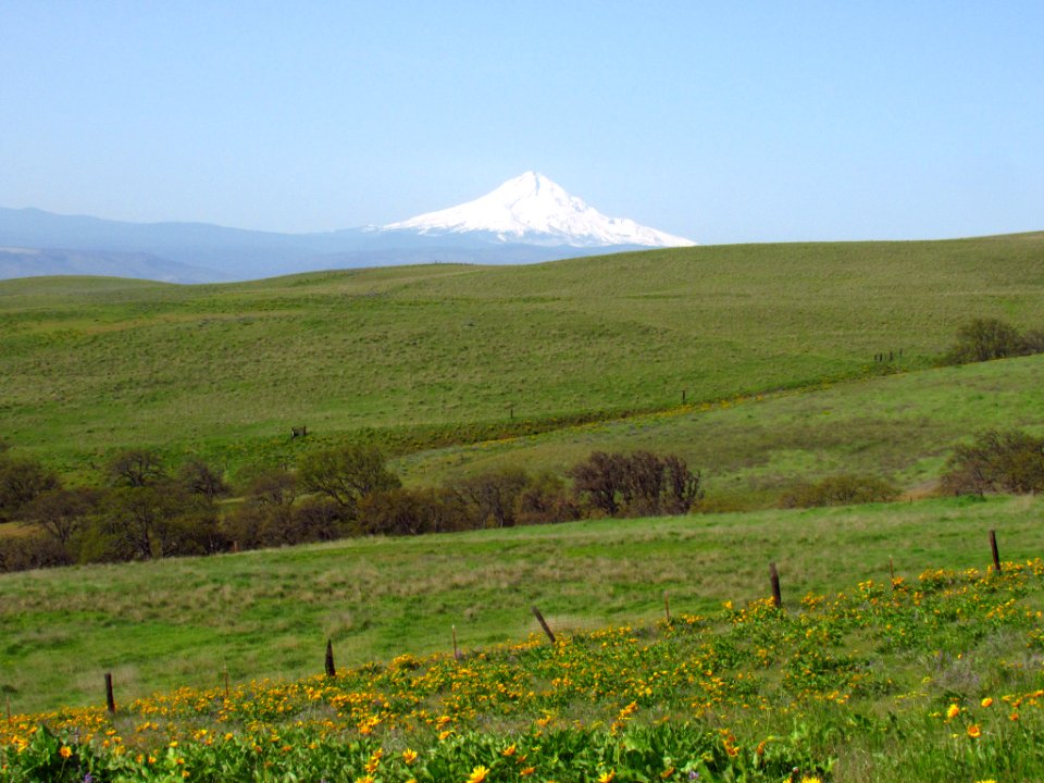 Wildflowers and Mt. Hood at Dalles Mt. Ranch in WA