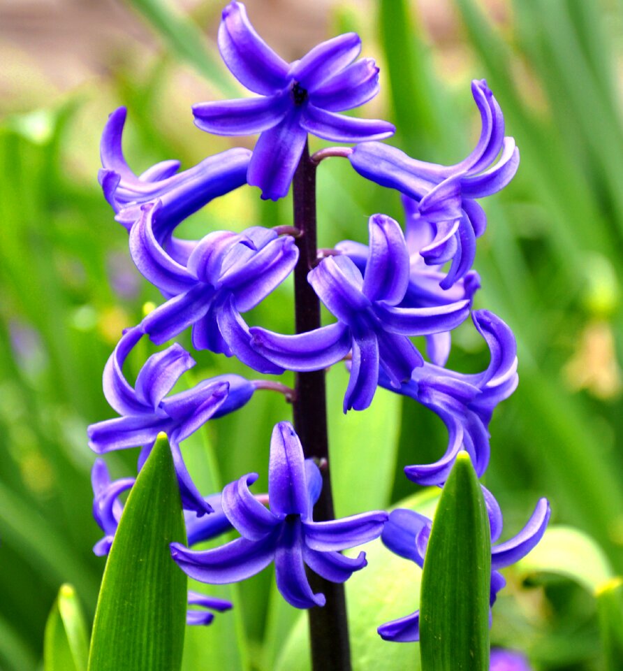 Hyacinth flower spring