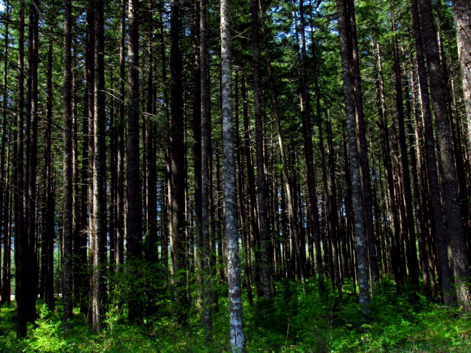 Trees at Gifford Pinchot NF in WA