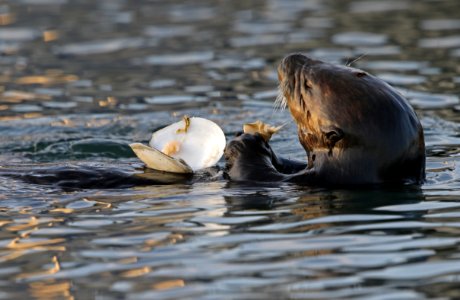 Sea Otter