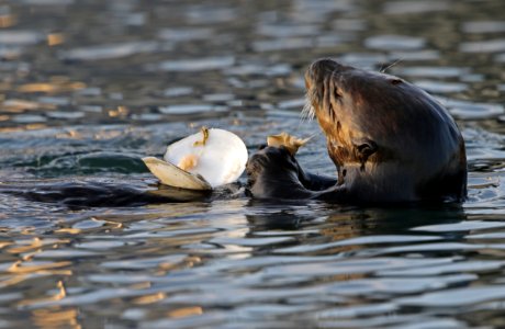 Sea Otter photo