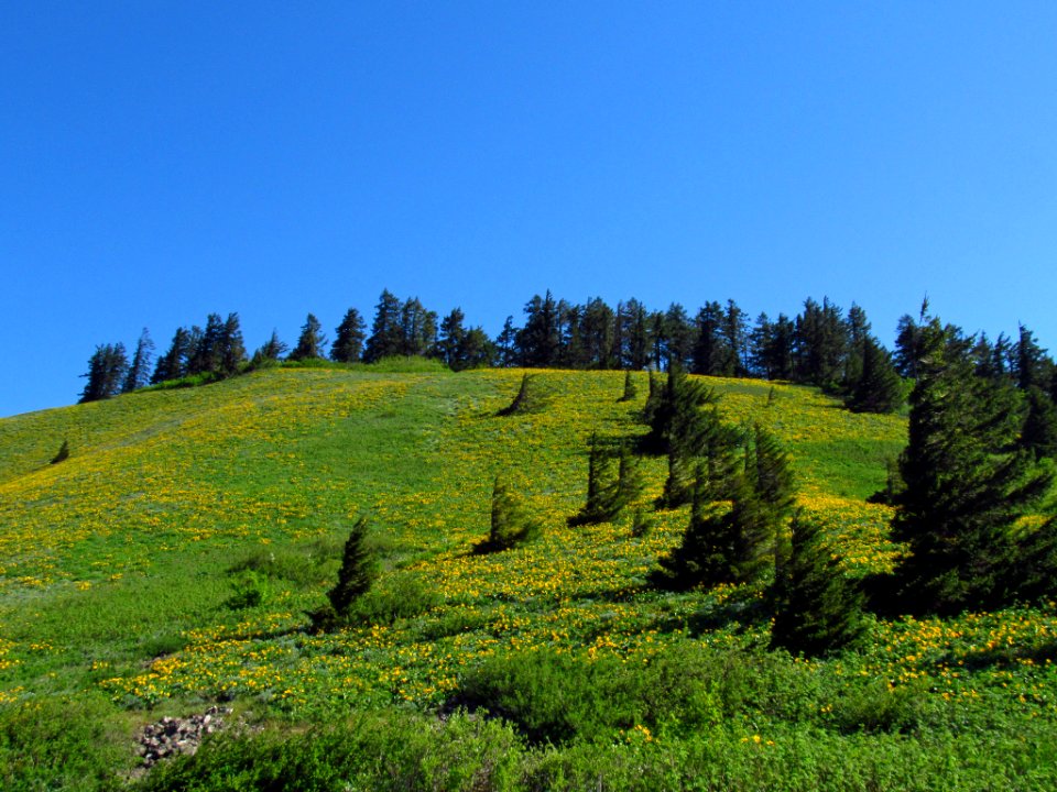 Wildflowers on Dog Mountain Trail in WA