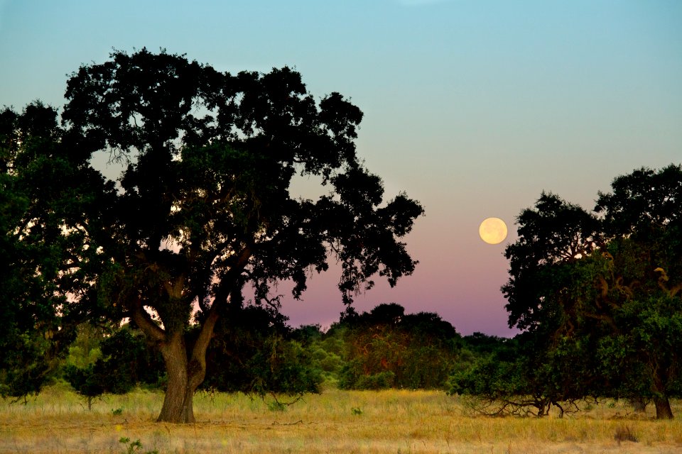 Cosumnes River Preserve
