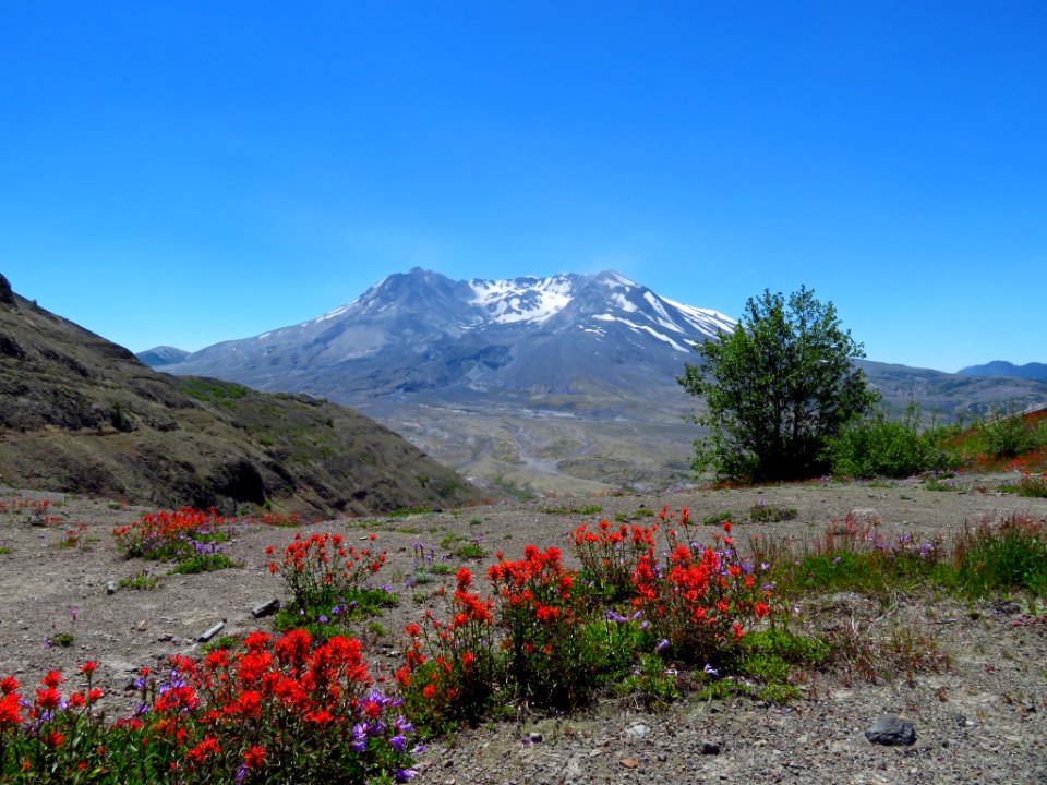 Wildflowers at Mt. St. Helens NM in WA