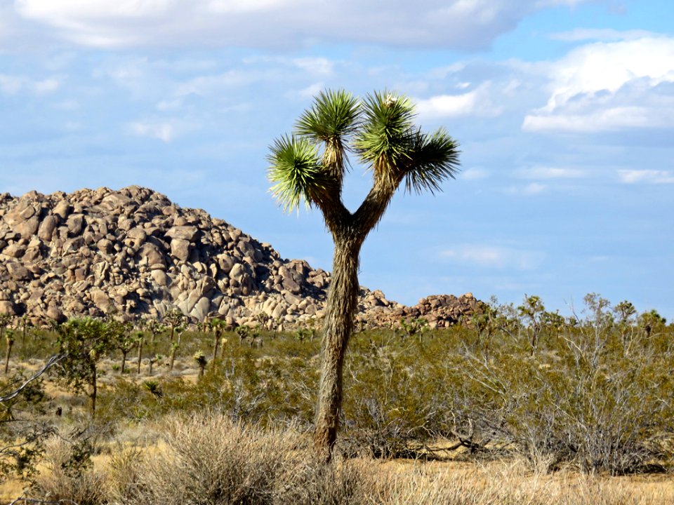 Joshua Tree NP in CA