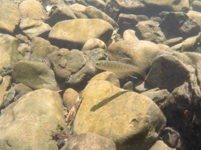 Coho Salmon Juvenile