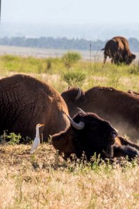 Bison at Rocky Mountain Arsenal National Wildlife Refuge photo