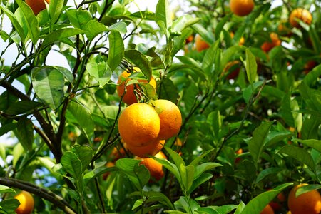 Mediterranean ibiza harvest photo