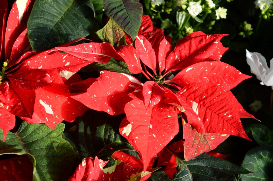 Christmas festive xmas