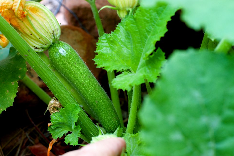 Get Growing Zucchini!