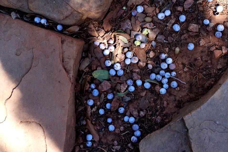 It's Like a Snowfall of Juniper Berries