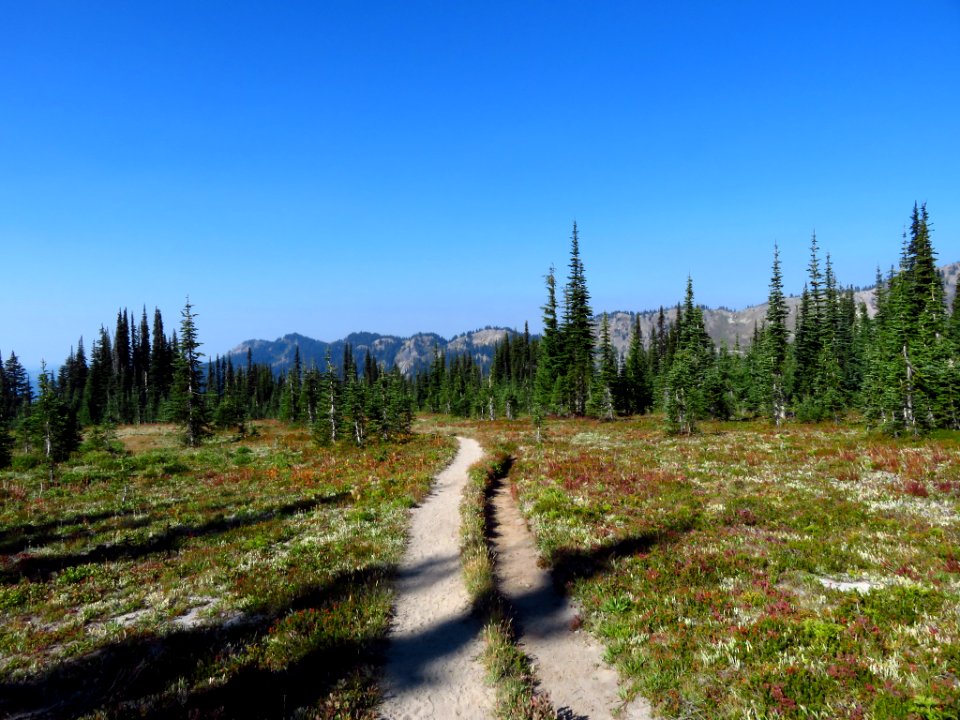 Goat Rocks Wilderness in WA