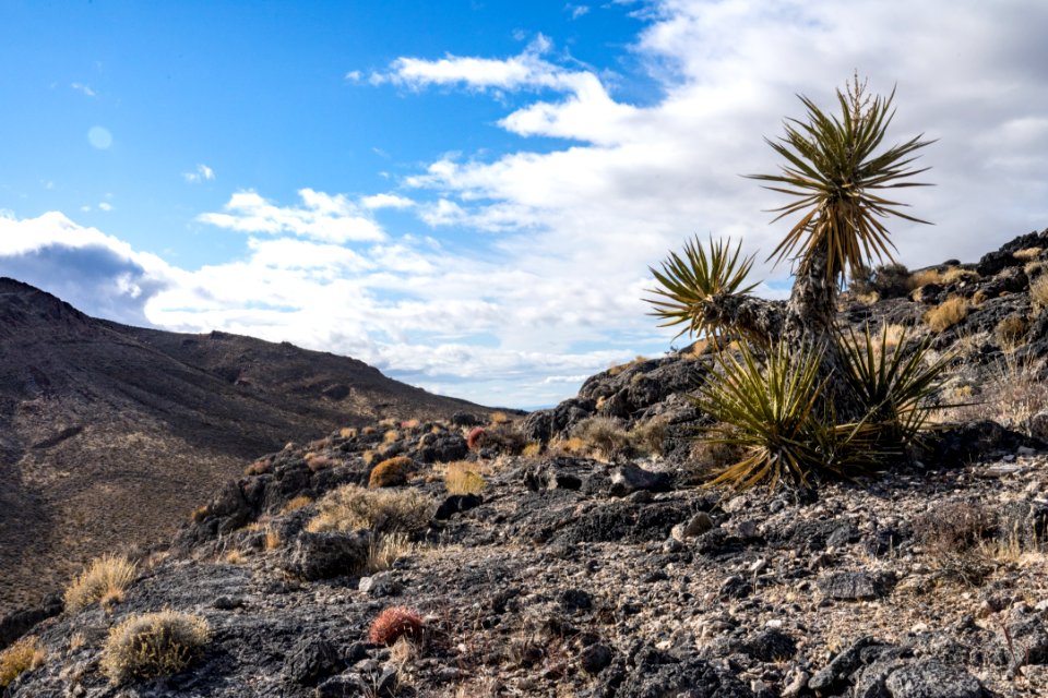 Pahrump Valley Wilderness photo