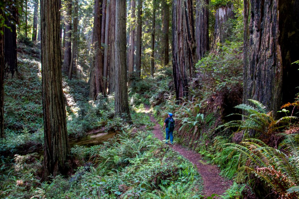 Headwaters Forest Reserve