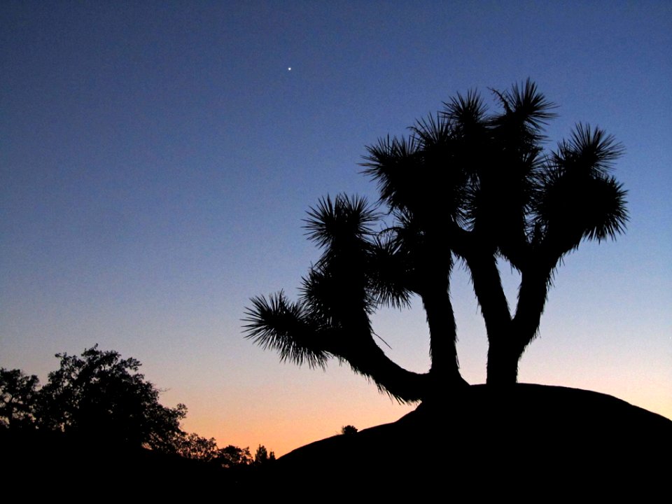 Sunset at Joshua Tree NP in CA