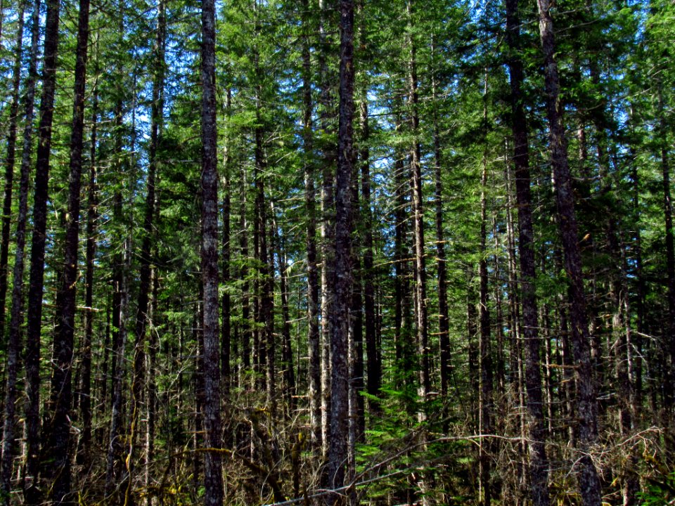 Falls Creek Falls Trail in WA