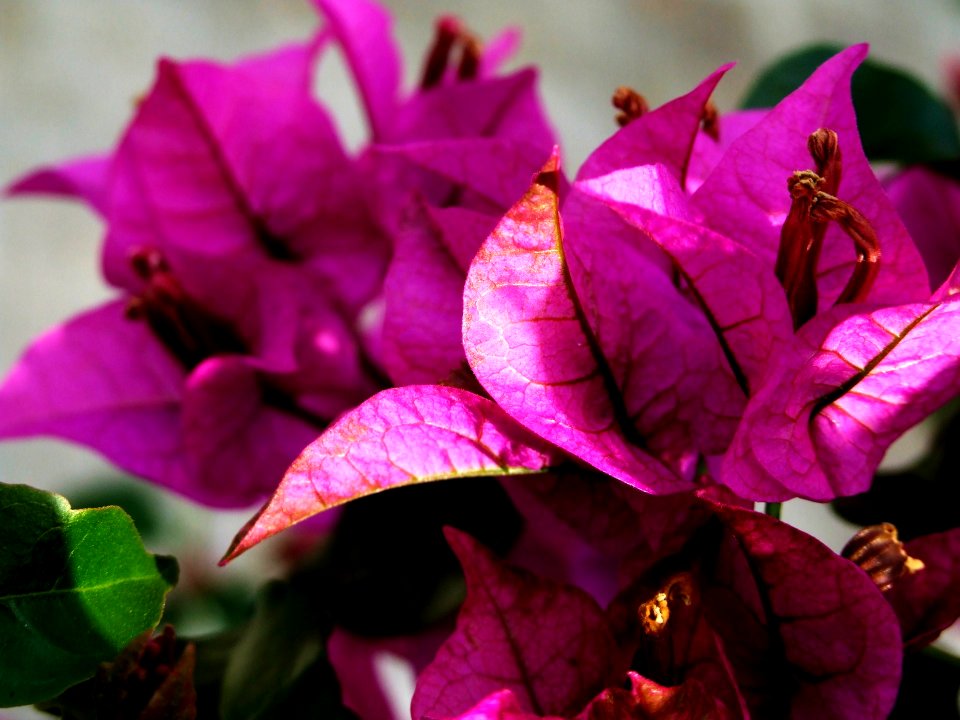 Bougainvillea-Taormina-Sicilia-Italy - Creative Commons by gnuckx