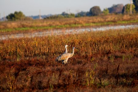 Cosumnes River Preserve photo