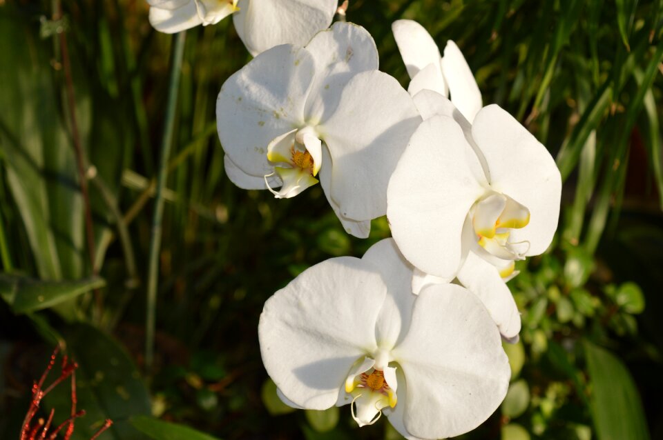 Garden botany botanical