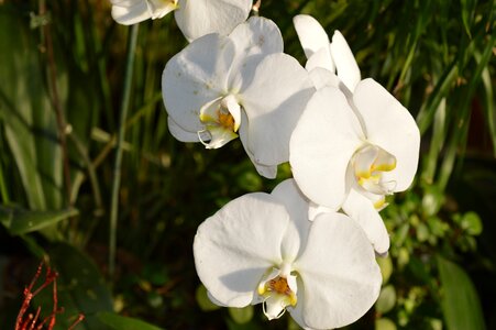 Garden botany botanical