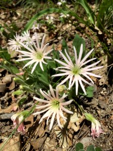 Butte Creek, Bolander's Silene