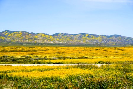 Yellow Fields by Ha Lam