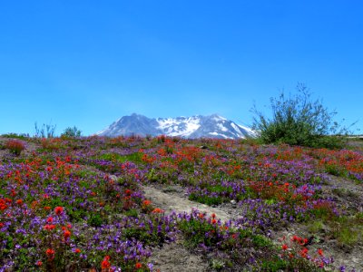 Wildflowers at Mt. St. Helens NM in WA