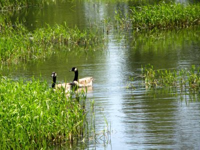 Steigerwald Lake NWR in WA