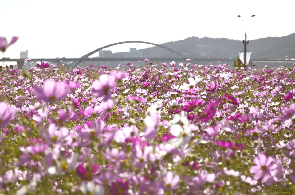 Cosmos plants flowers