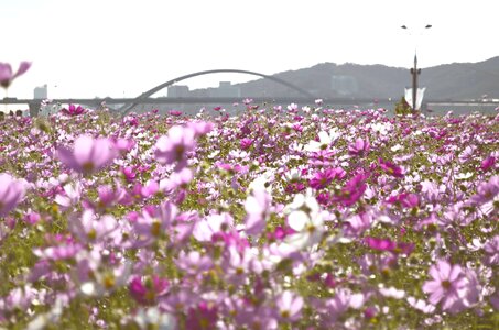 Cosmos plants flowers