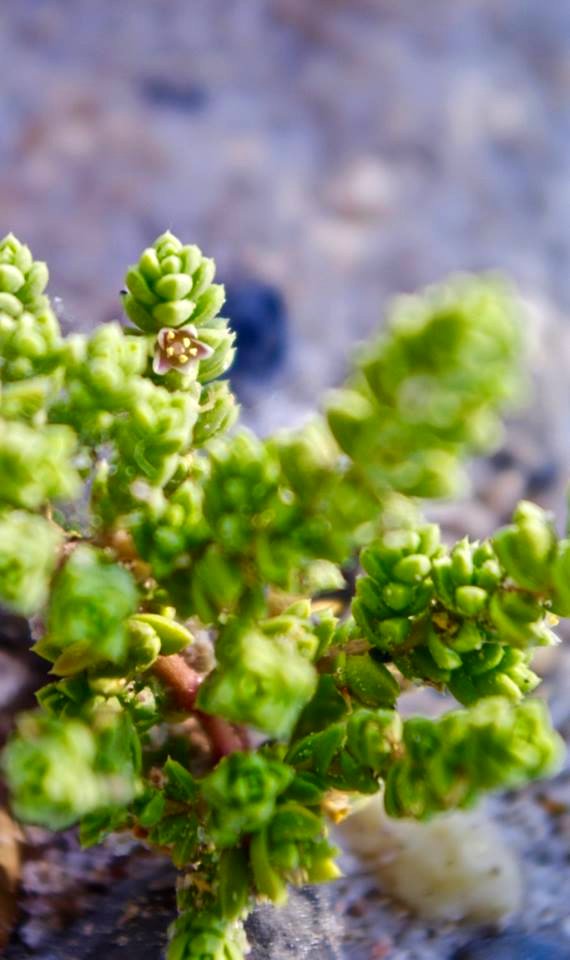 Endangered Amargosa Niterwort in Carson Slough