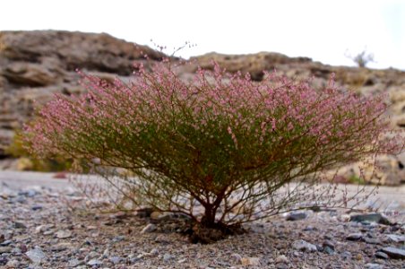 Eriogonum photo