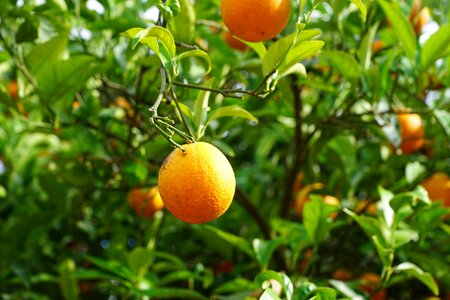 Mediterranean spring aroma photo