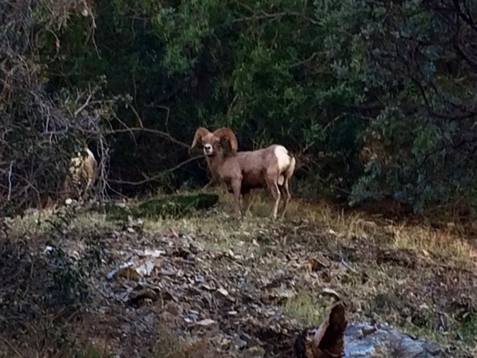 Big Horn Ram near East Fork of the San Gabriel River