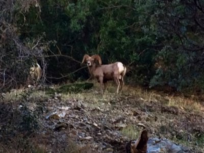 Big Horn Ram near East Fork of the San Gabriel River