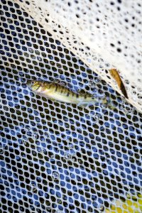 Chesapeake logperch surveying